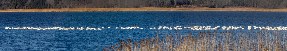 Snow_Geese_Pano_16img_pano_v1