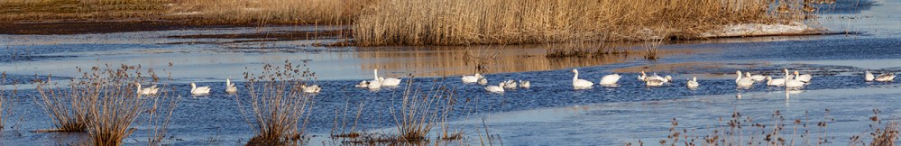 Snow_Geese_panoD_11img_99inch
