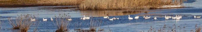 Snow_Geese_panoD_11img_99inch