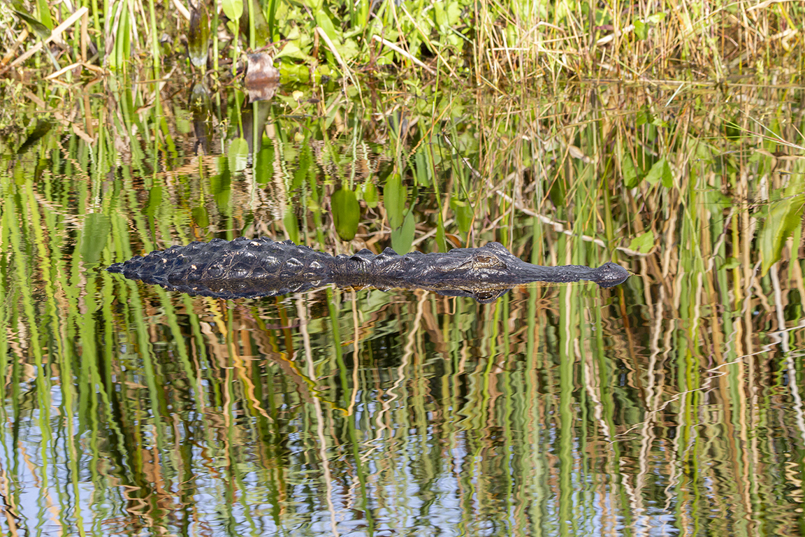 Alligator_v1_LW_1_20_7D_200mm_MG_0367