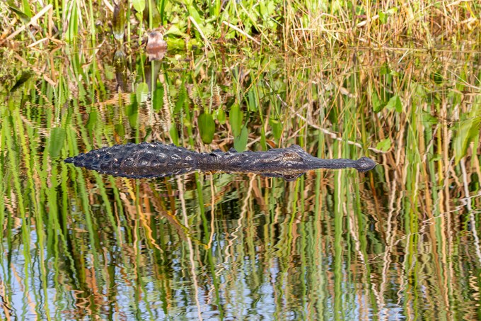 Alligator_v1_LW_1_20_7D_200mm_MG_0367