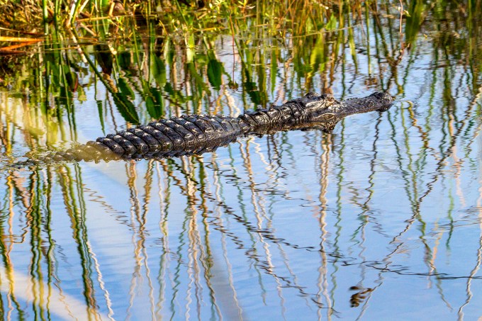 Alligator_v1_LW_7D_226mm