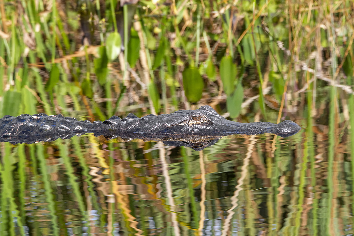 Alligator_v2_LW_1_20_7D_329mm_MG_0356