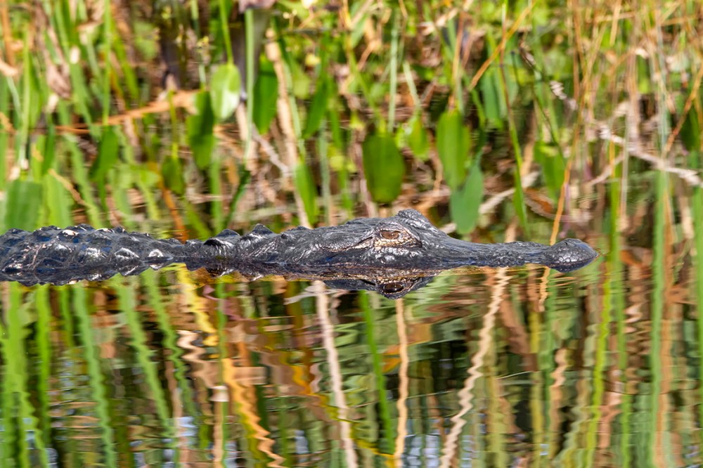 Alligator_v2_LW_1_20_7D_329mm_MG_0356