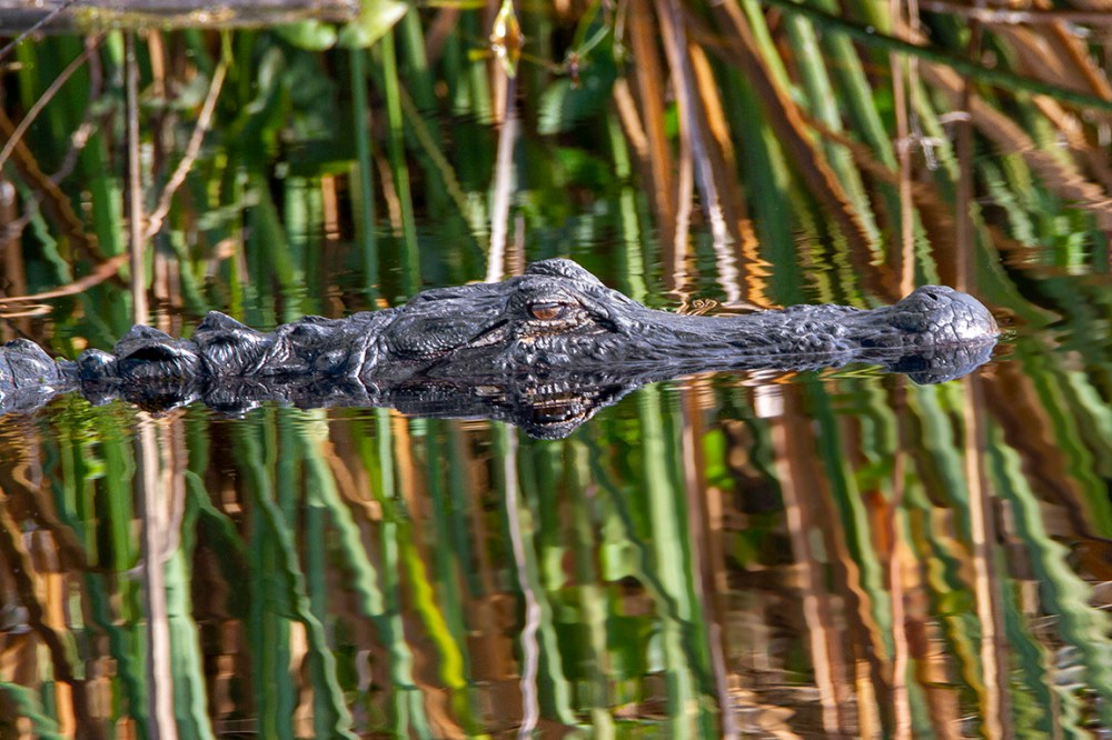 Alligator_v2_LW_500mm_LW_7D