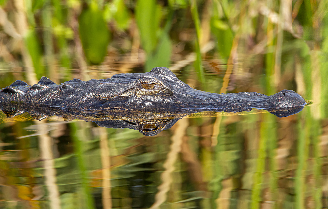 Alligator_v3_LW_1_20_7D_600mm_MG_0360