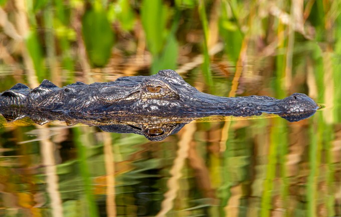 Alligator_v3_LW_1_20_7D_600mm_MG_0360