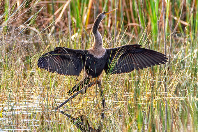 Anhinga_FM_v1_LW_7D_600MM_MG_9652