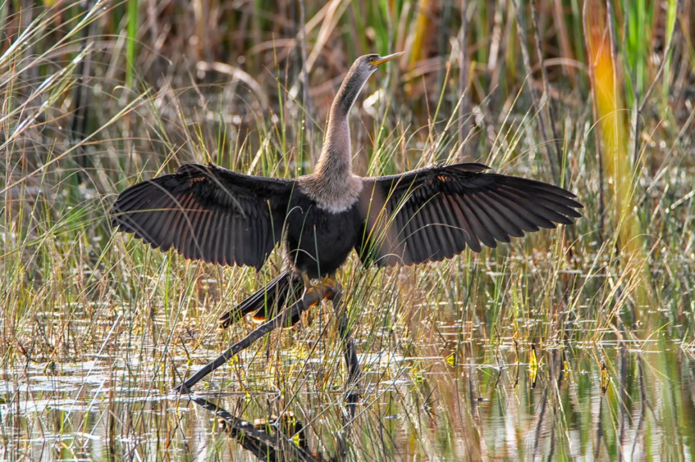 Anhinga_FM_v2_LW_1_20_600mm_MG_9731