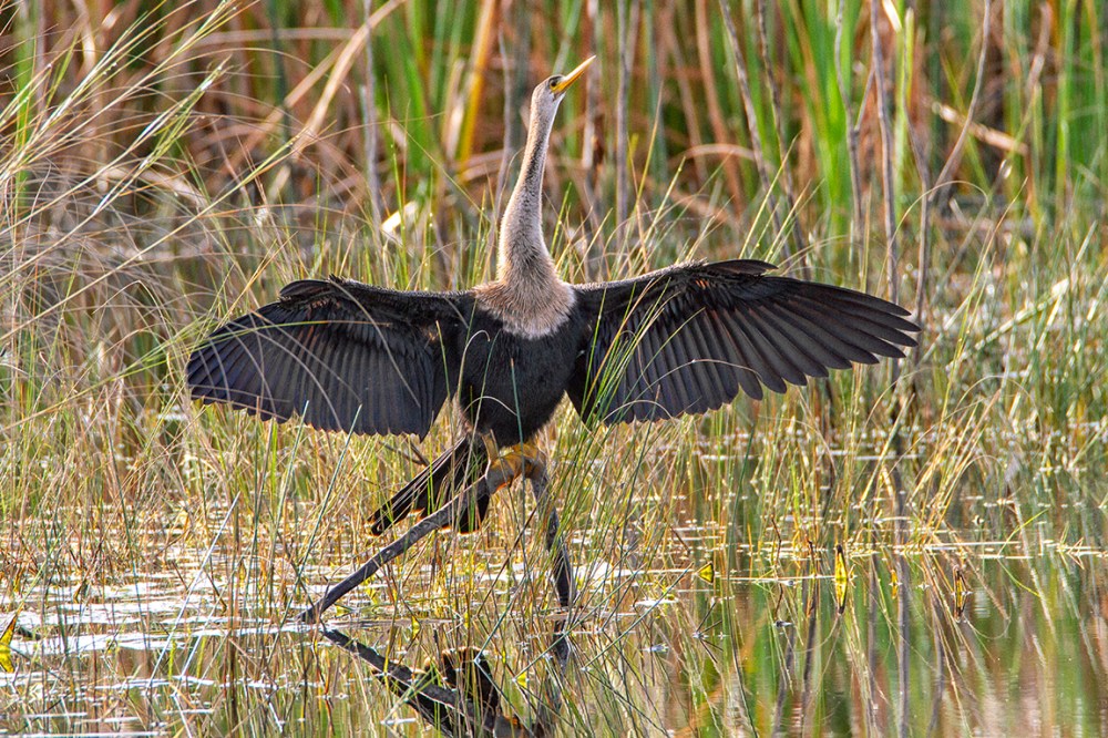Anhinga_FM_v2_LW_1_20_7D_600mm_MG_9673