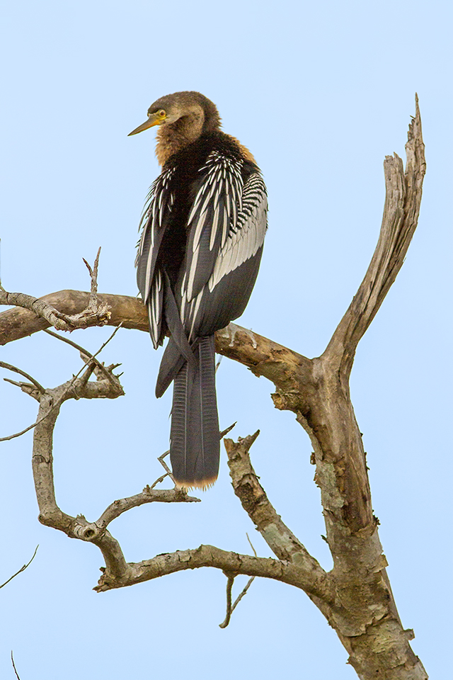 Anhinga_FM_v4_600mm_LW_MG_9089