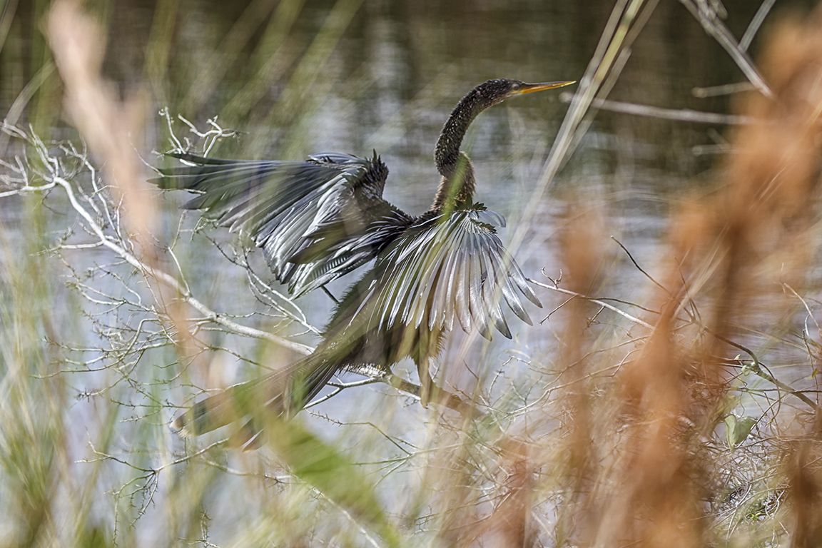 Anhinga_Thru_Reeds_v2_076A2311