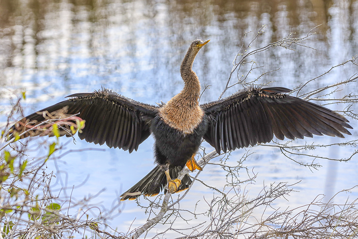 Anhinga_v1_LW_076A2338