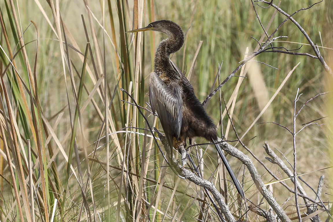 Anhinga_v2_076A2544-2