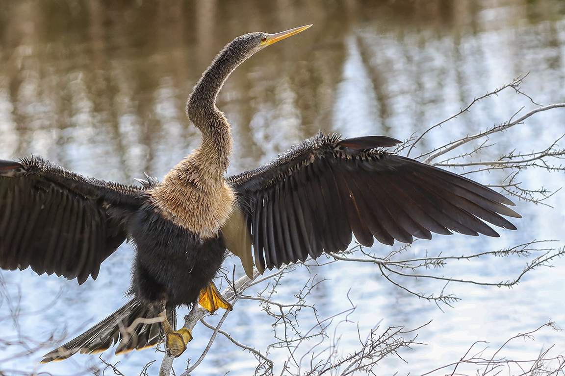 Anhinga_v2_300mm_R__076A2324