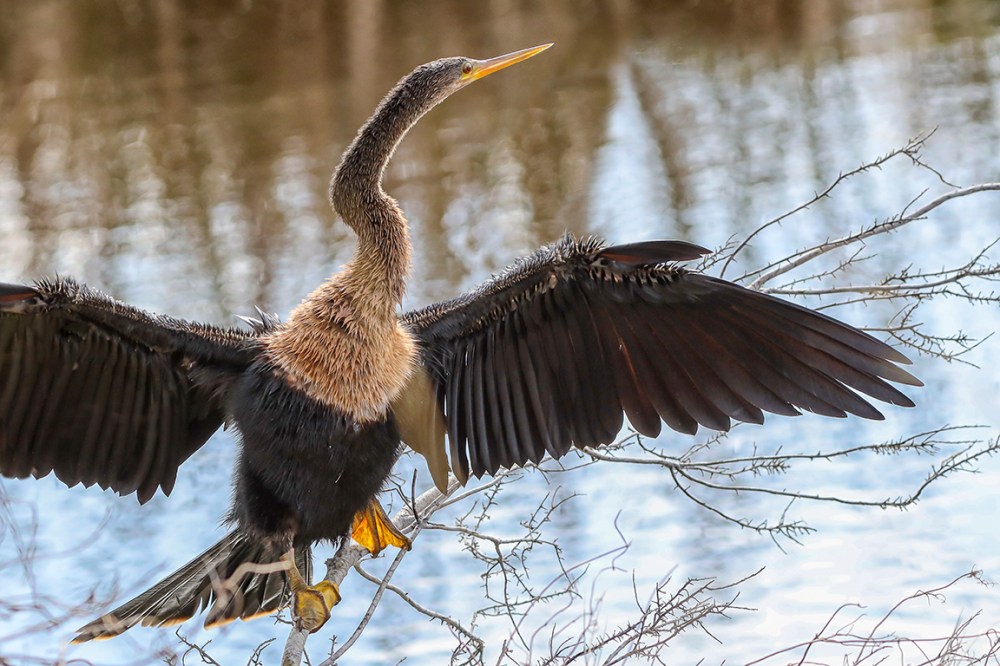 Anhinga_v2_300mm_R__076A2324