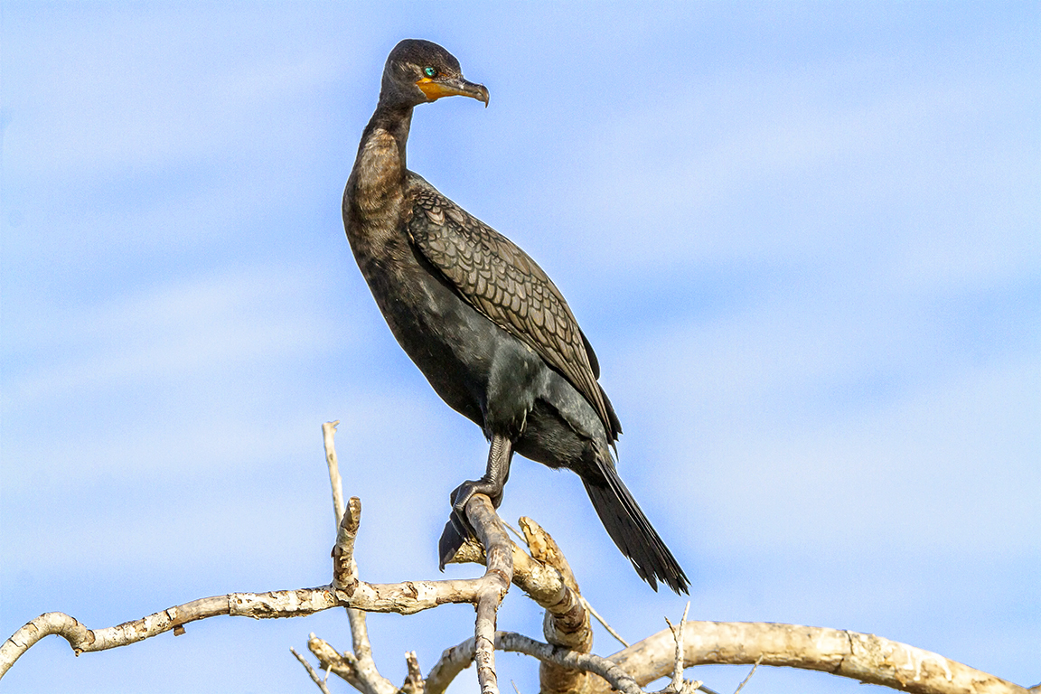 Cormorant_v1_LW_1_20_7D_309mm_MG_0299