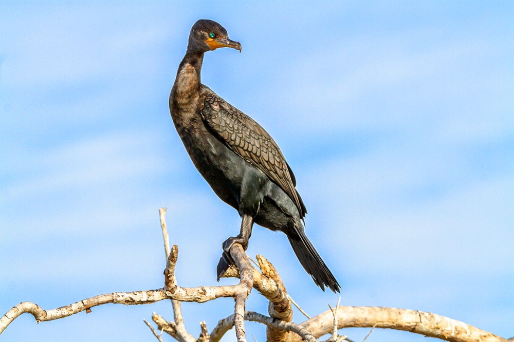 Cormorant_v1_LW_1_20_7D_309mm_MG_0299