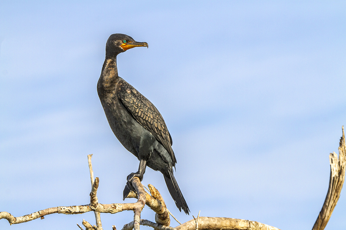 Cormorant_v1_LW_7D_273mm_0303