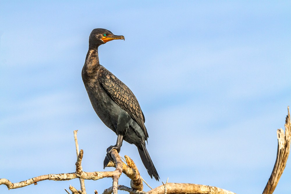 Cormorant_v1_LW_7D_273mm_0303