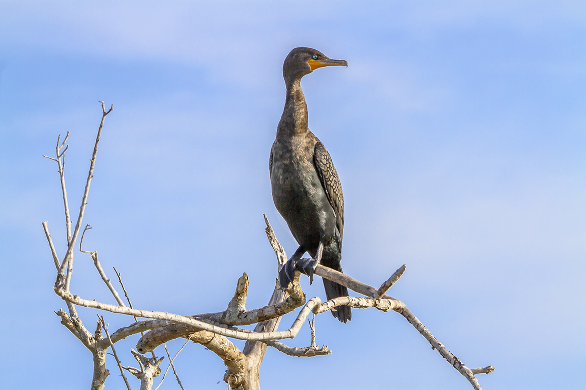Cormorant_v1_LW_7D_300mm_MG_0257