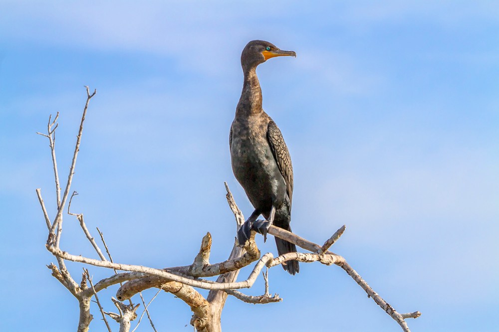 Cormorant_v1_LW_7D_300mm_MG_0257