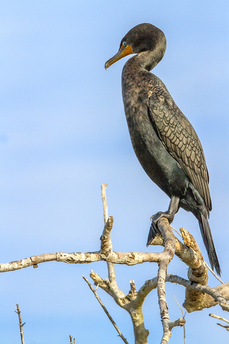 Cormorant_v1_LW_7D_375mm_MG_0294