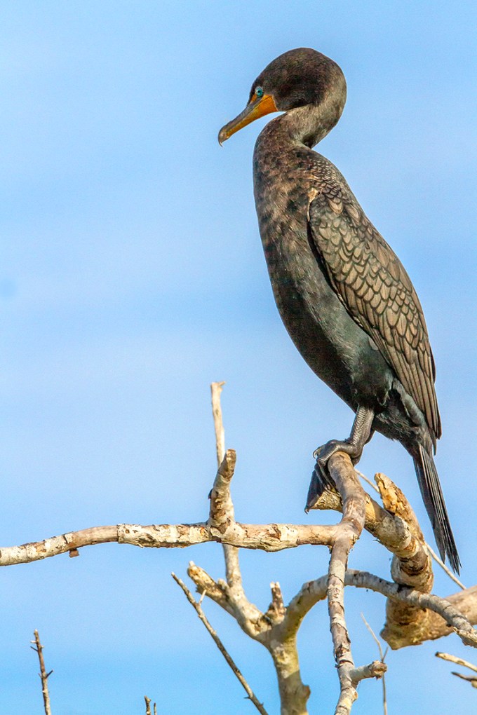 Cormorant_v1_LW_7D_375mm_MG_0294