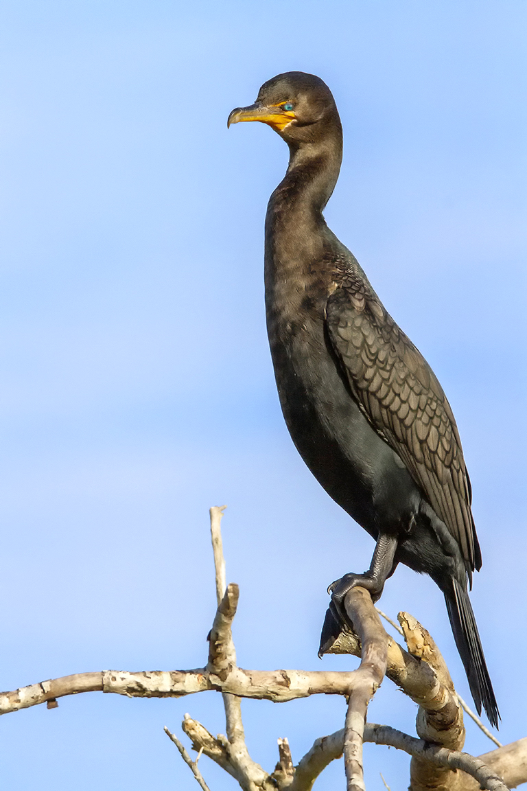 Cormorant_v2_375mm_MG_0292