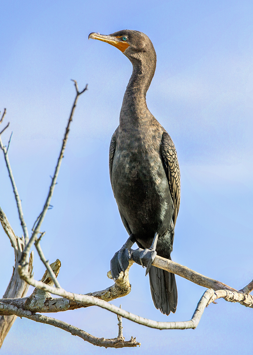 Cormorant_v2_7D_375mm