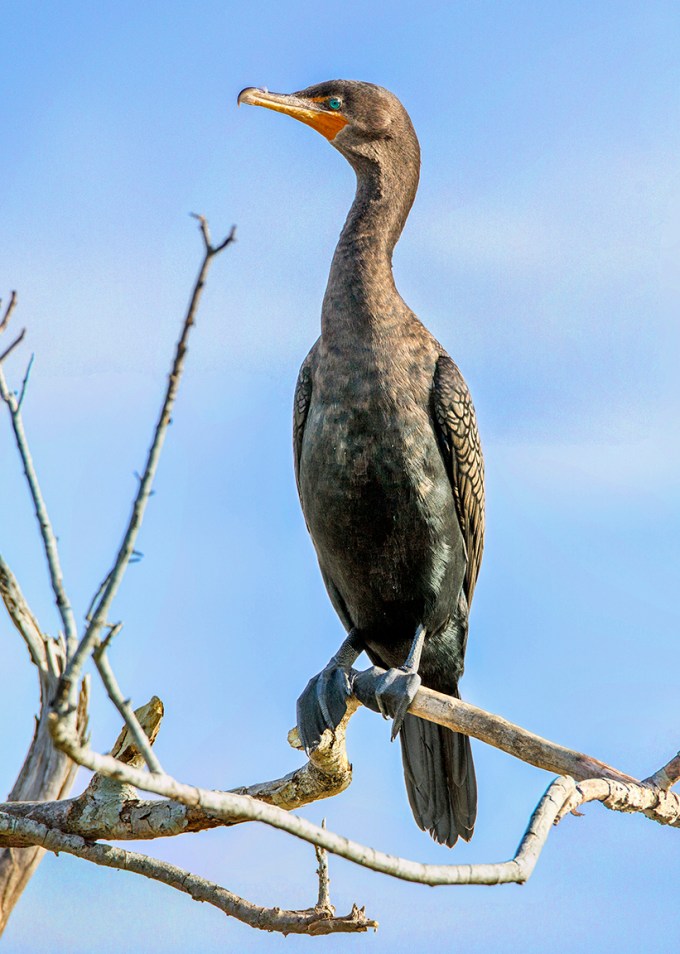 Cormorant_v2_7D_375mm