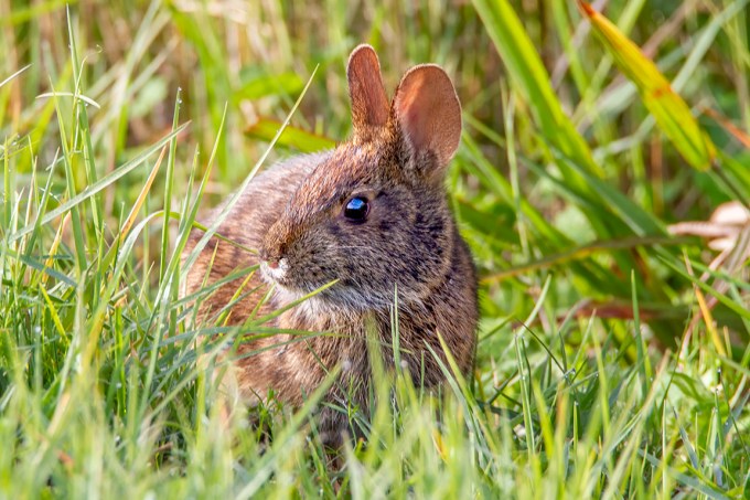 Rabbit_LW_v1_MG_0018