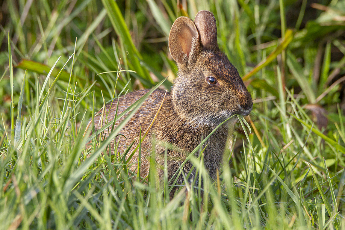 Rabbit_v1_LW_1_20_7D_300mm_MG_0042