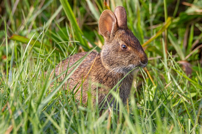 Rabbit_v1_LW_1_20_7D_300mm_MG_0042