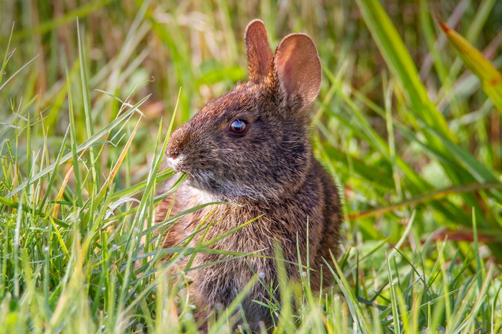 Rabbit_v1LW_7D_300mm_MG_0029