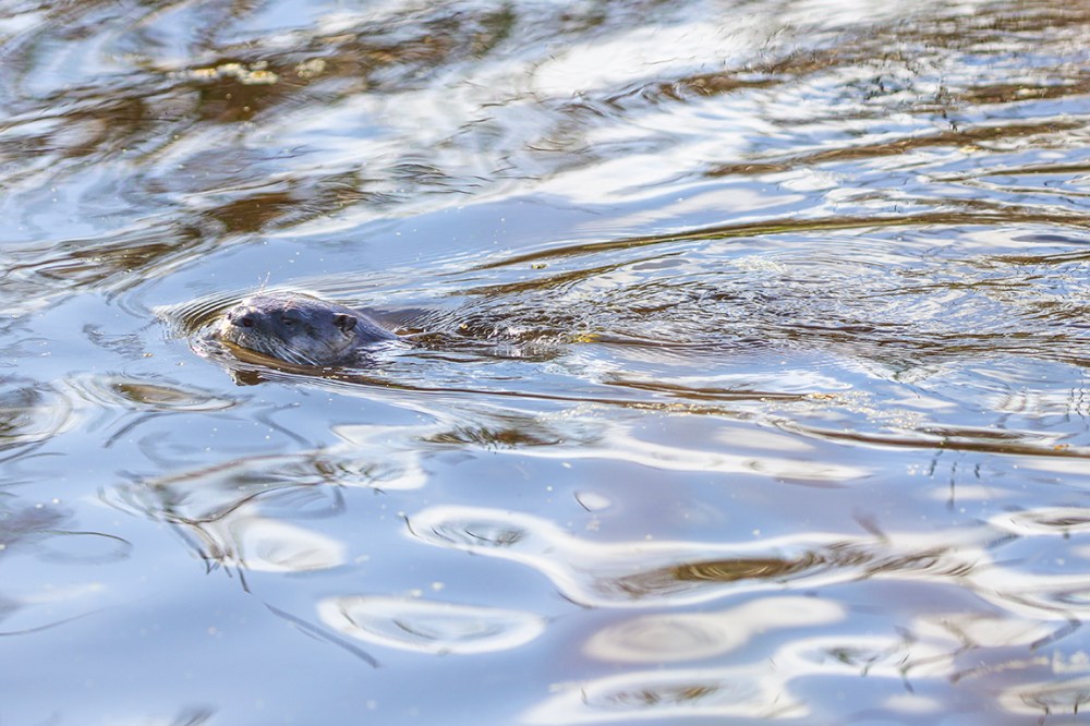 River_Otter_LW_300mm_v2_R_076A2065
