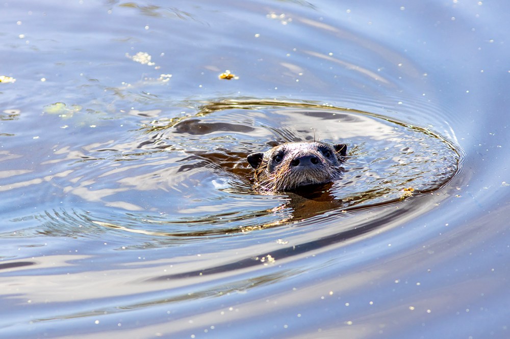 River_Otter_v1_LW_R_076A2082