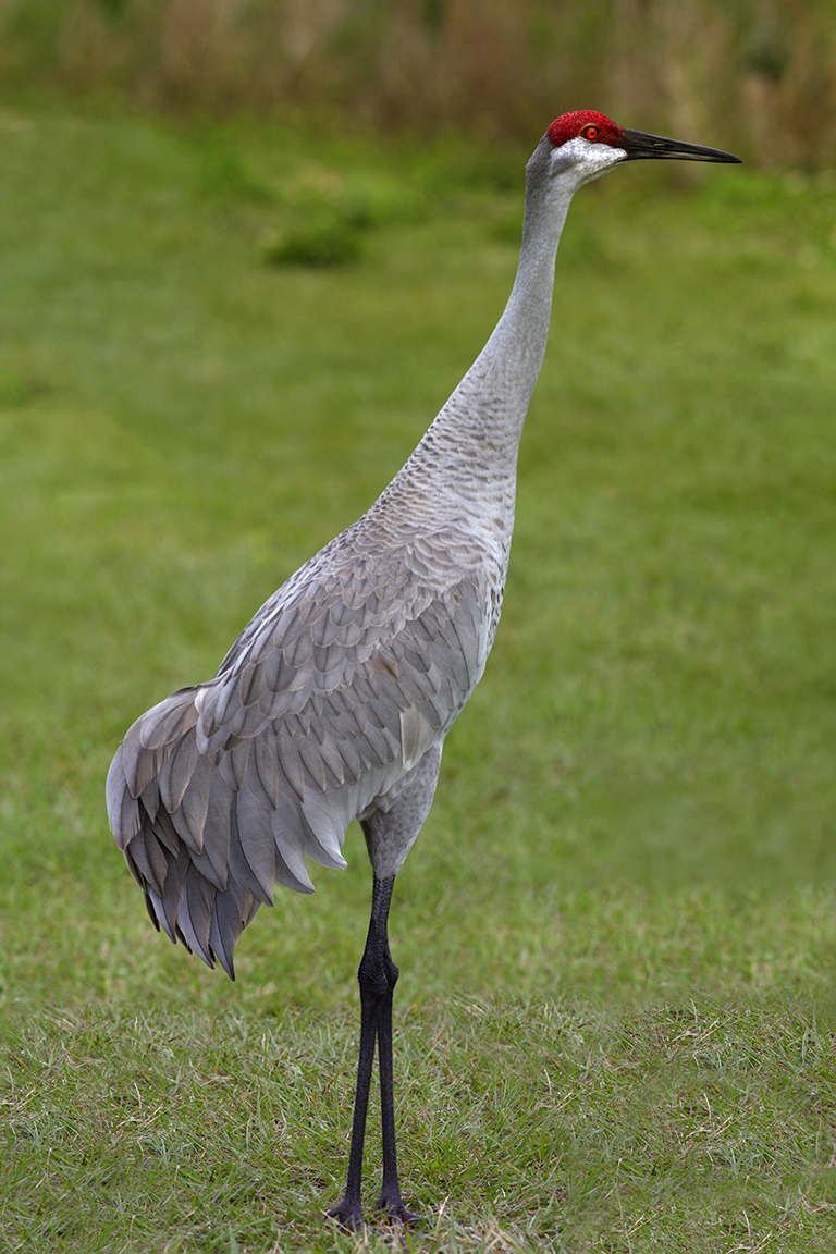 Sandgill_Crane_7img_Pano_7D_300mm_v1