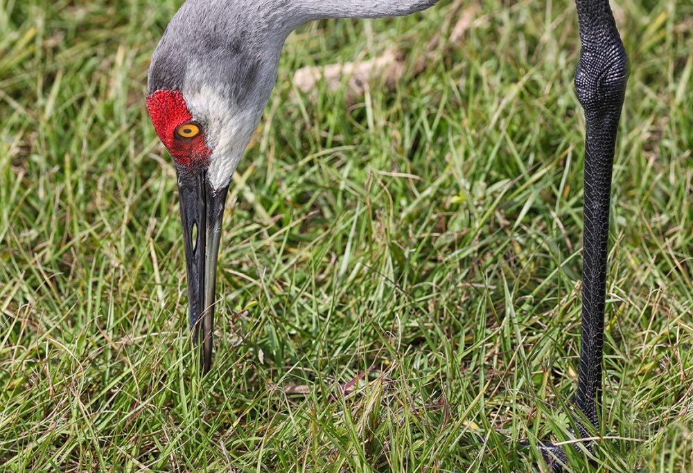 Sandhill Crane Head_detail_v2_LW 1 20
