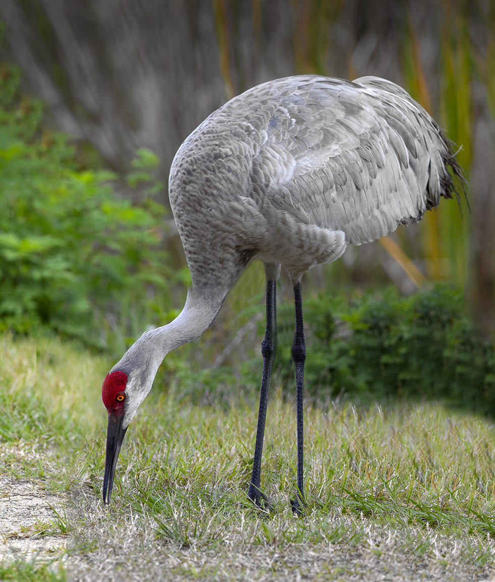 Sandhill_Crane Pano_vff3_v4a_LW_7D_300mm