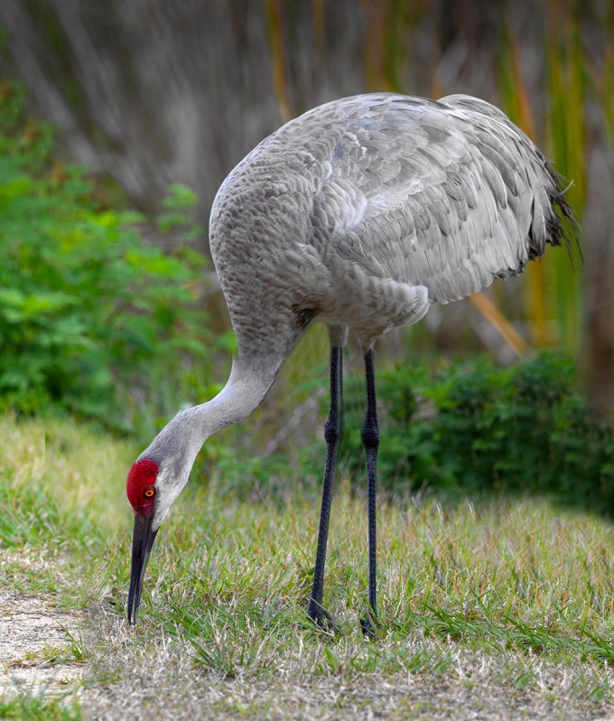 Sandhill_Crane Pano_vff3_v4a_LW_7D_300mm