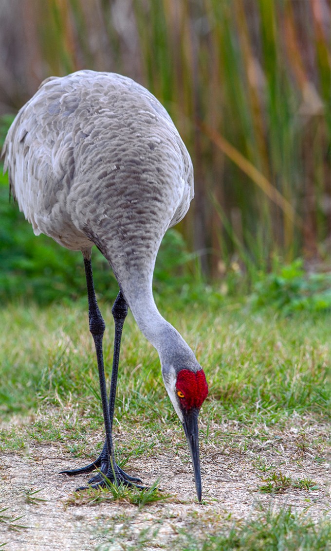 Sandhill_Crane_2imgPano_7D_300mm
