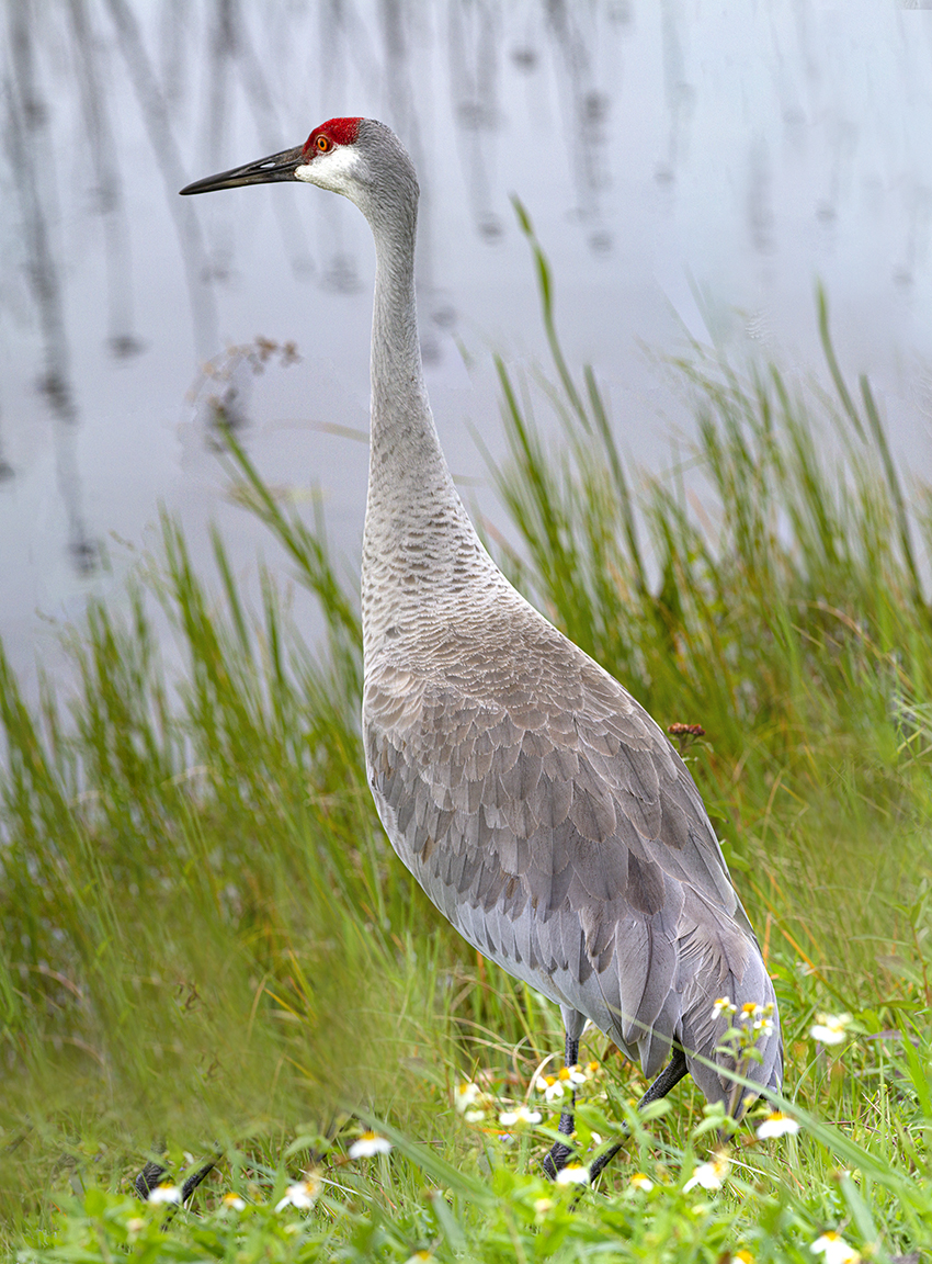 Sandhill_Crane_7img_pano_300mm_7D