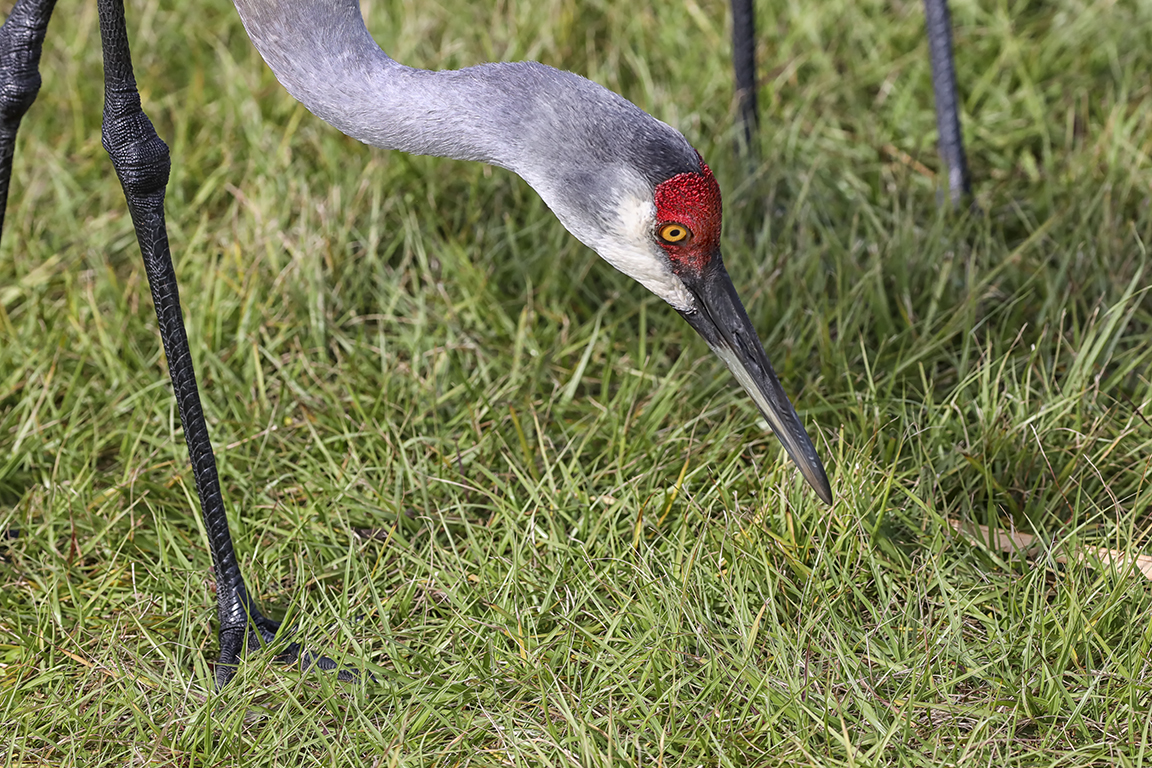 Sandhill_Crane_Headshot_v1_300mm_7D_076A2494