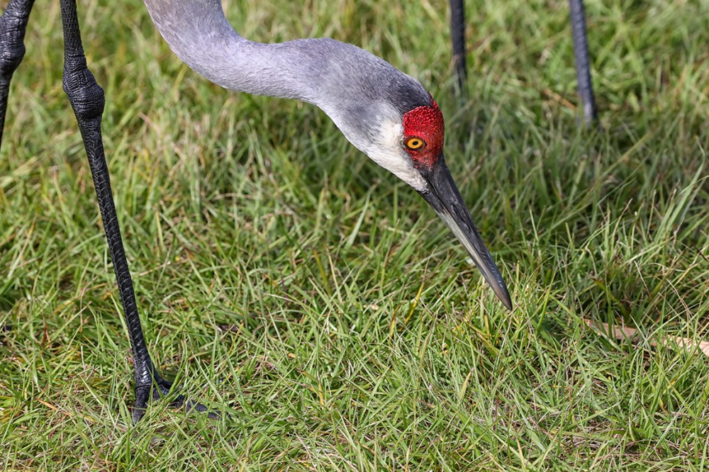 Sandhill_Crane_Headshot_v1_300mm_7D_076A2494