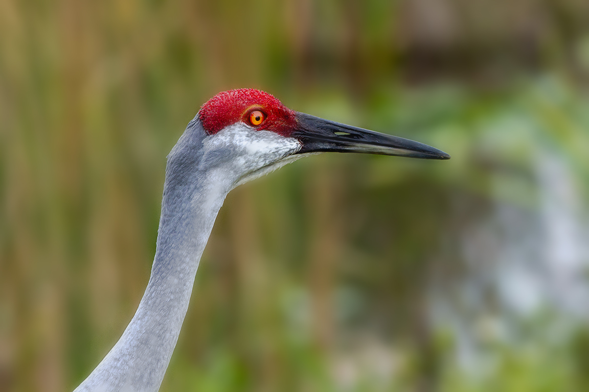 Sandhill_Crane_Headshot_v3_300mm_MG_7308