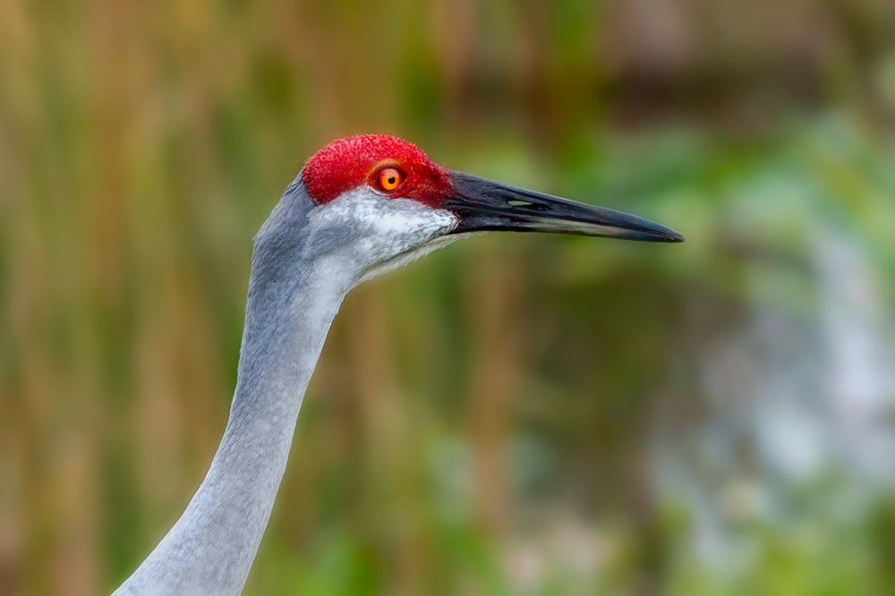 Sandhill_Crane_Headshot_v3_300mm_MG_7308