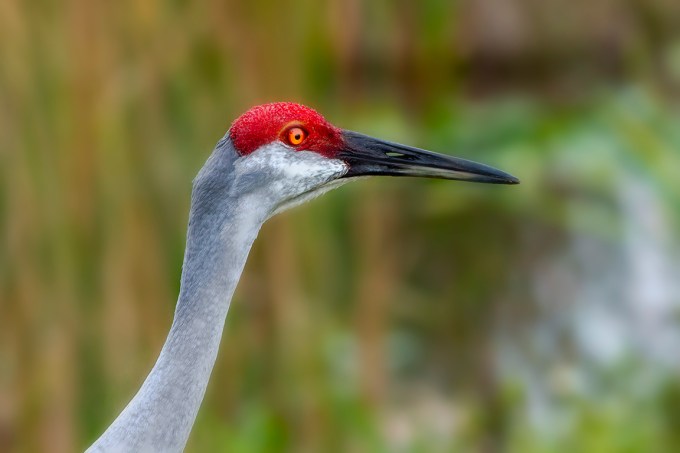 Sandhill_Crane_Headshot_v3_300mm_MG_7308