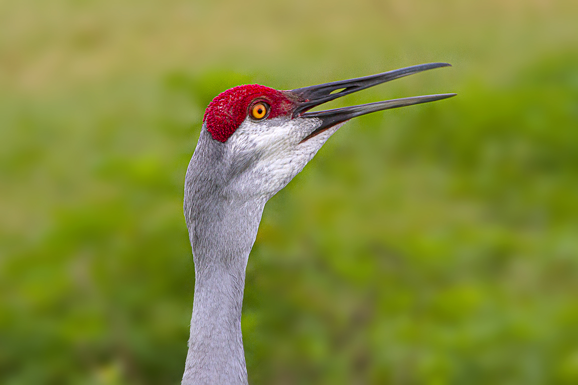 Sandhill_Crane_Portrait_v2_7D_300mm_MG_8234-Recovered