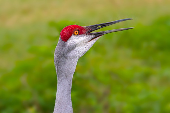 Sandhill_Crane_Portrait_v2_7D_300mm_MG_8234-Recovered